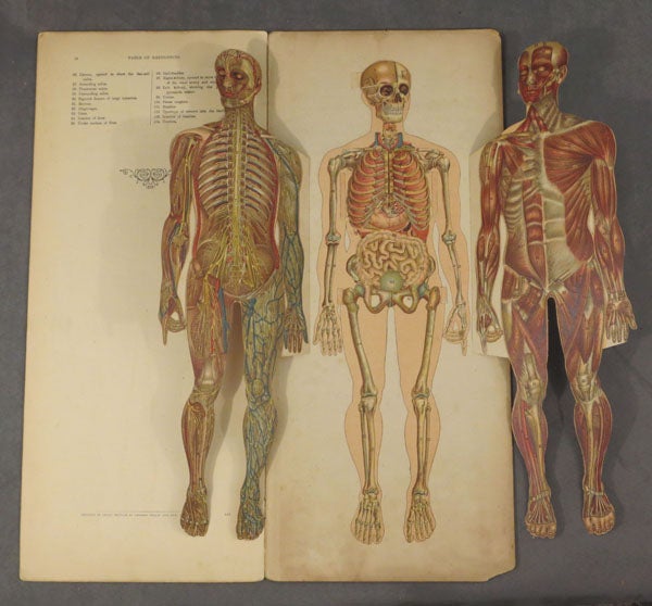 Female Human Body Organs Diagram - Aflam-Neeeak